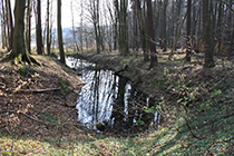 Fischteiche bei Sternberg