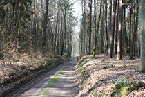 Rastplatz im Wald nach Kaarz