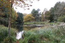 Fischteiche bei Sternberg