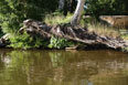 Mecklenburg