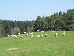 Konzert